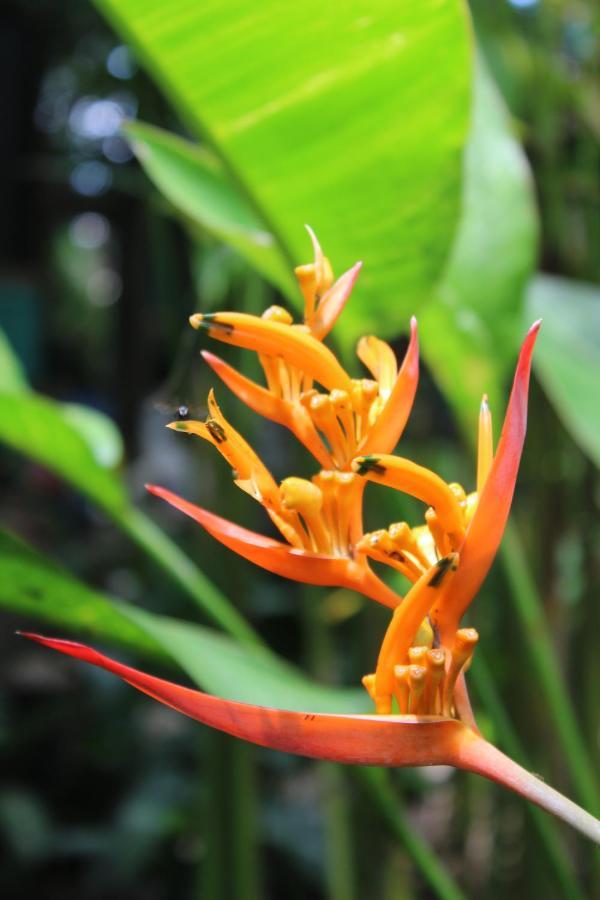 Cabinas Tortuguero Exteriér fotografie