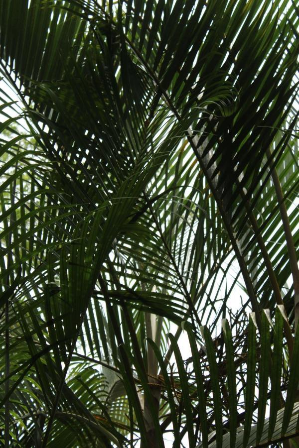 Cabinas Tortuguero Exteriér fotografie