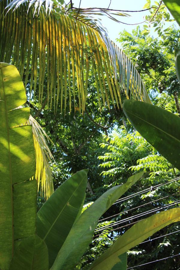 Cabinas Tortuguero Exteriér fotografie