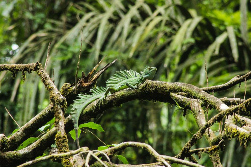 Cabinas Tortuguero Exteriér fotografie