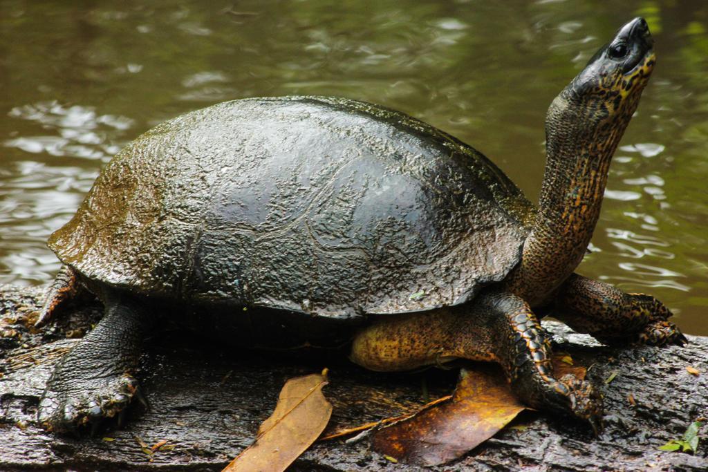 Cabinas Tortuguero Exteriér fotografie