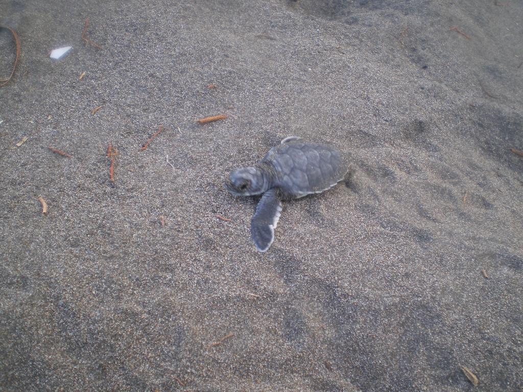 Cabinas Tortuguero Exteriér fotografie